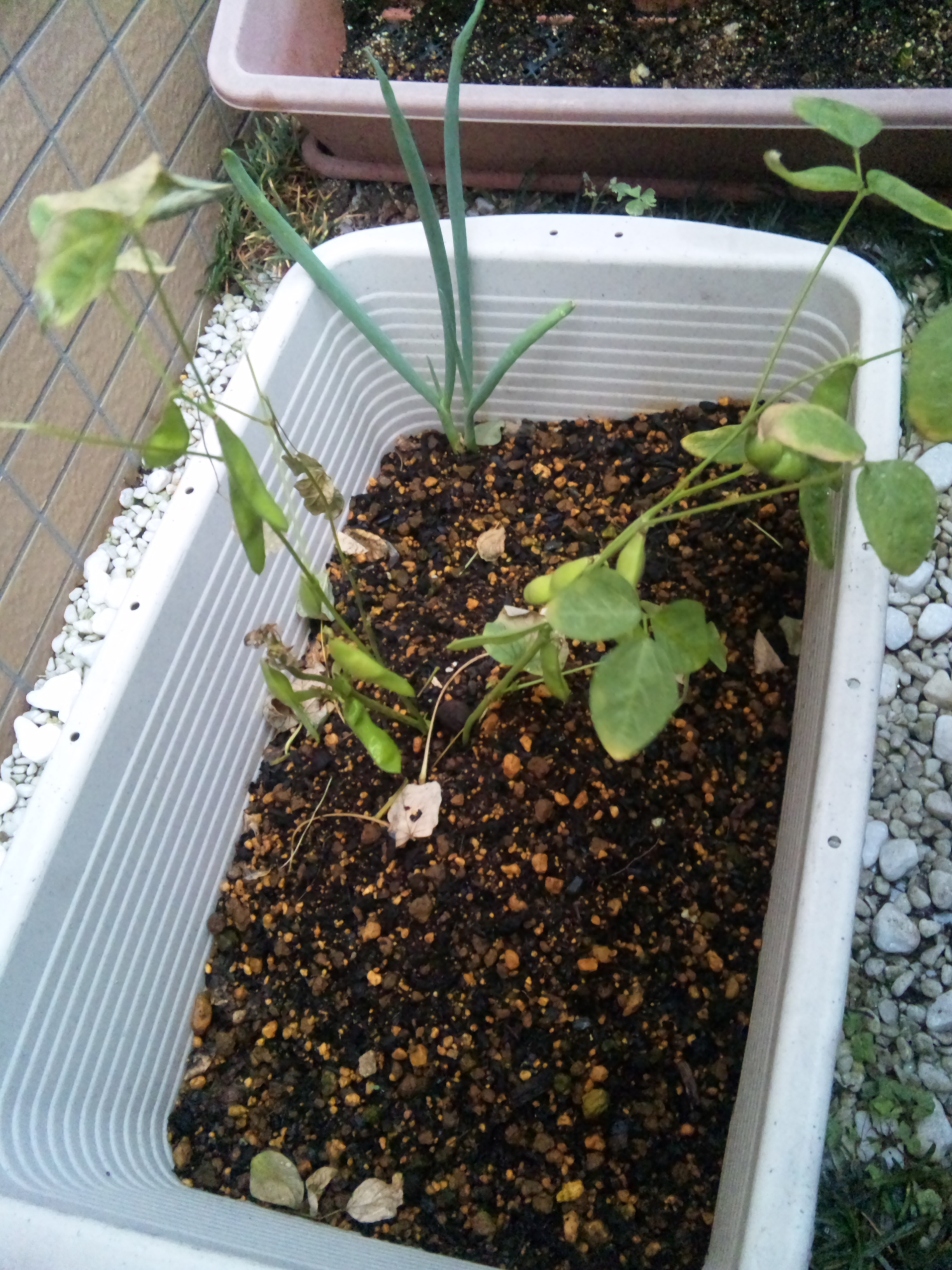 非コンパニオンプランツ のネギばかりが大きくなり 枝豆はしぼむ一方 あらやまはじめの 定番 プランター栽培ブログ